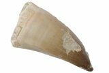 Fossil Mosasaur (Prognathodon) Tooth - Morocco #216992-1